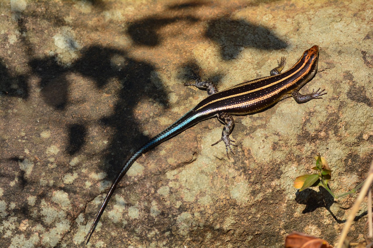 Trachylepis margaritifera